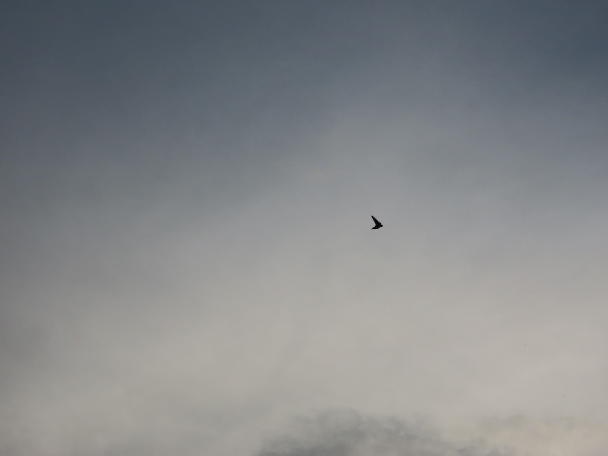 House Swift - ML643539434