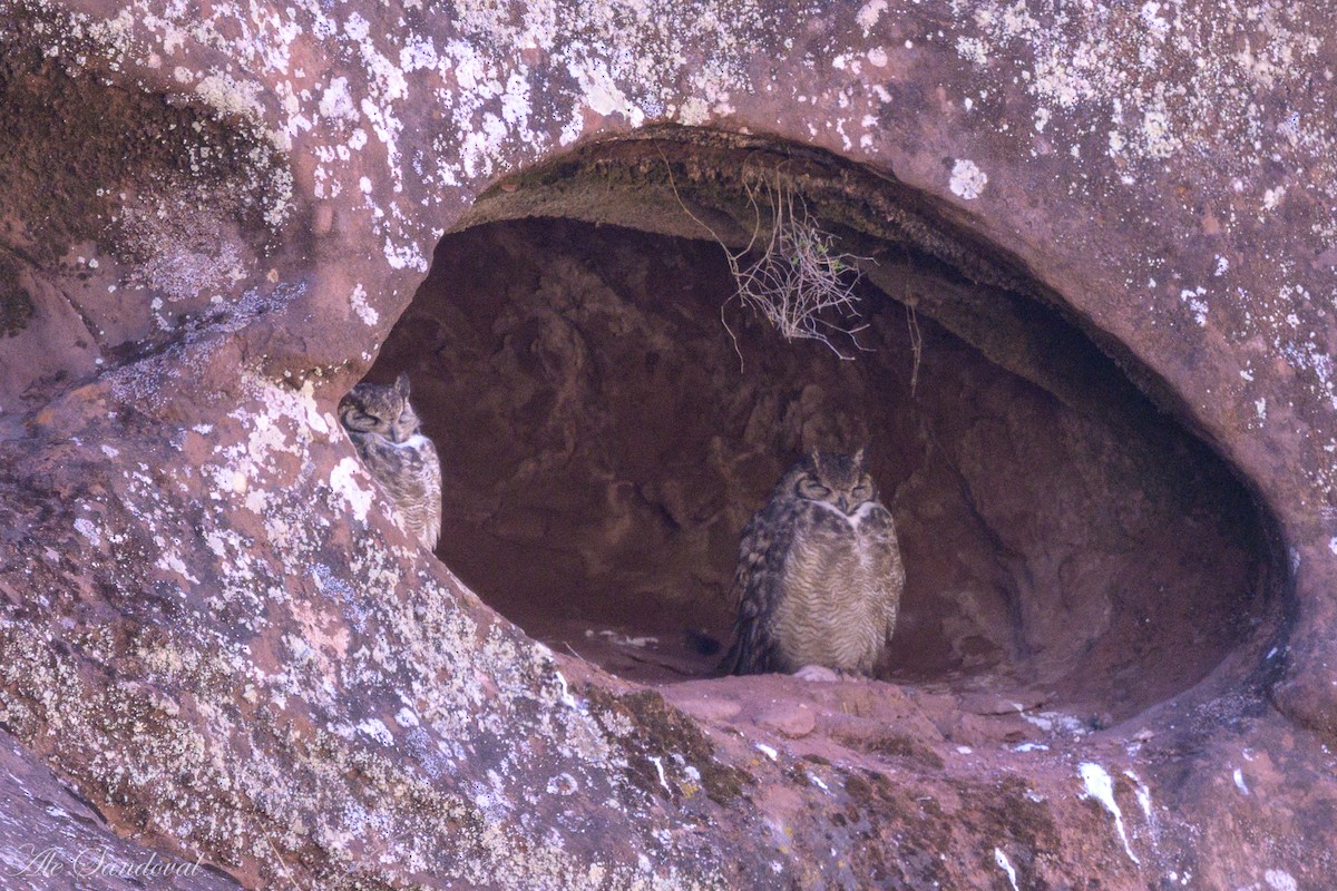 Grand-duc de Magellanie - ML643539436