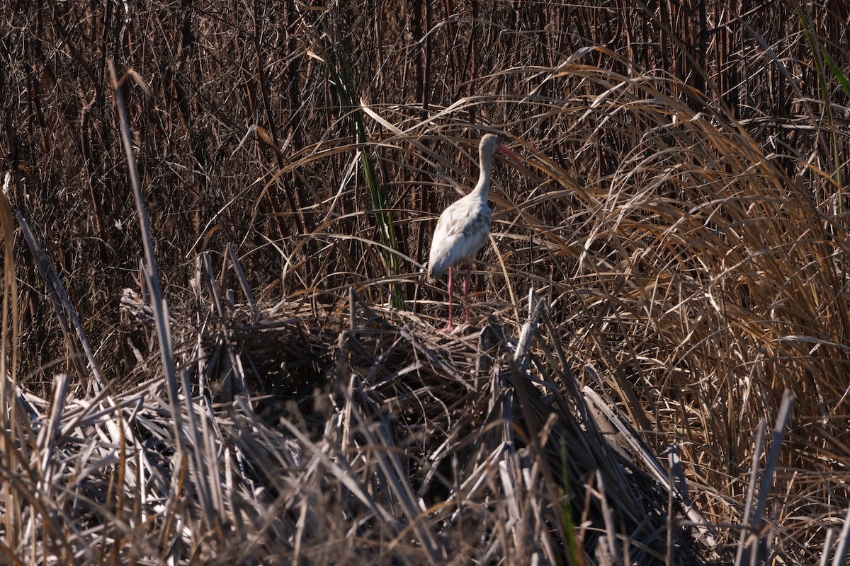 Ibis blanc - ML643539437