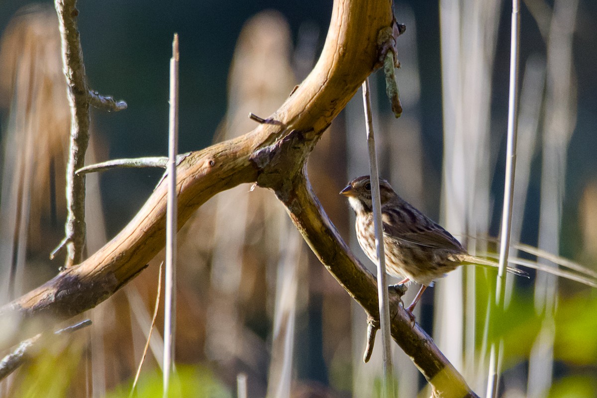 Swamp Sparrow - ML643539438