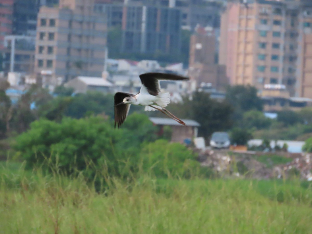 Black-winged Stilt - ML643539440