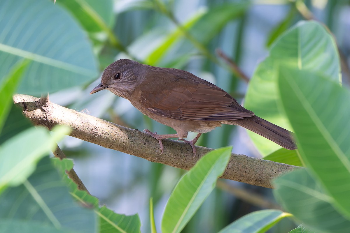 Pale-breasted Thrush - ML643539445