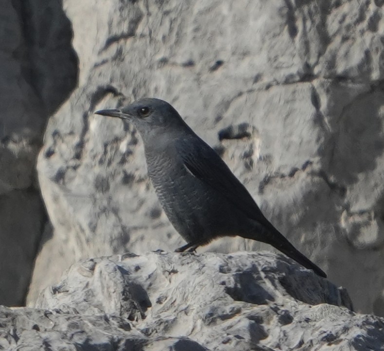 Blue Rock-Thrush - ML643539448
