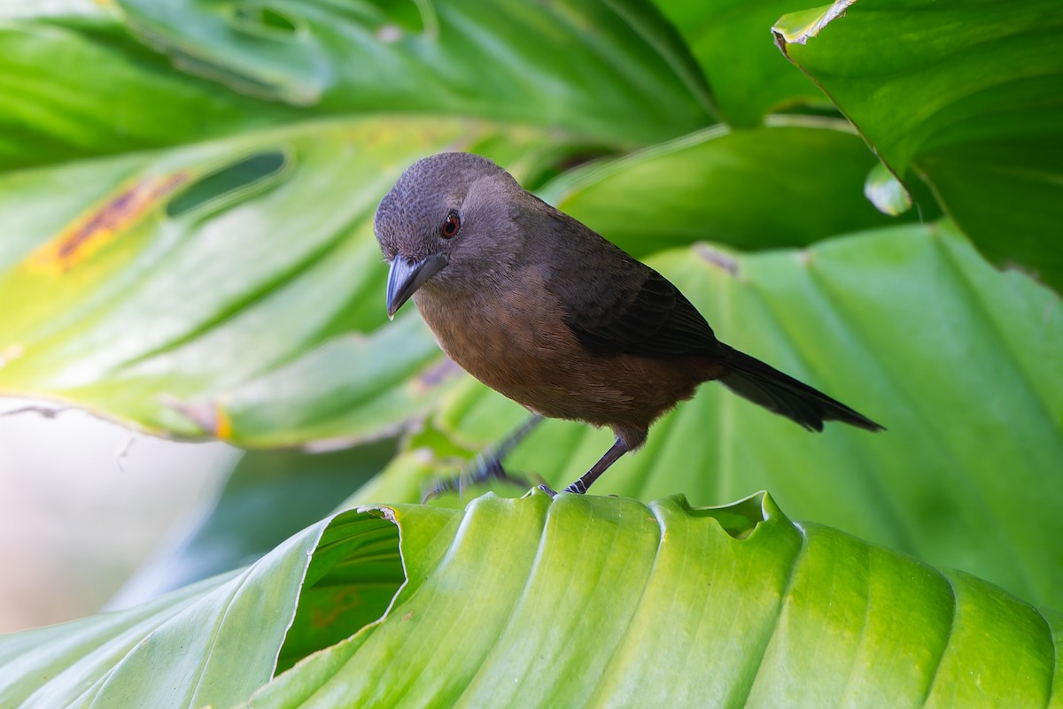 Brazilian Tanager - ML643539455