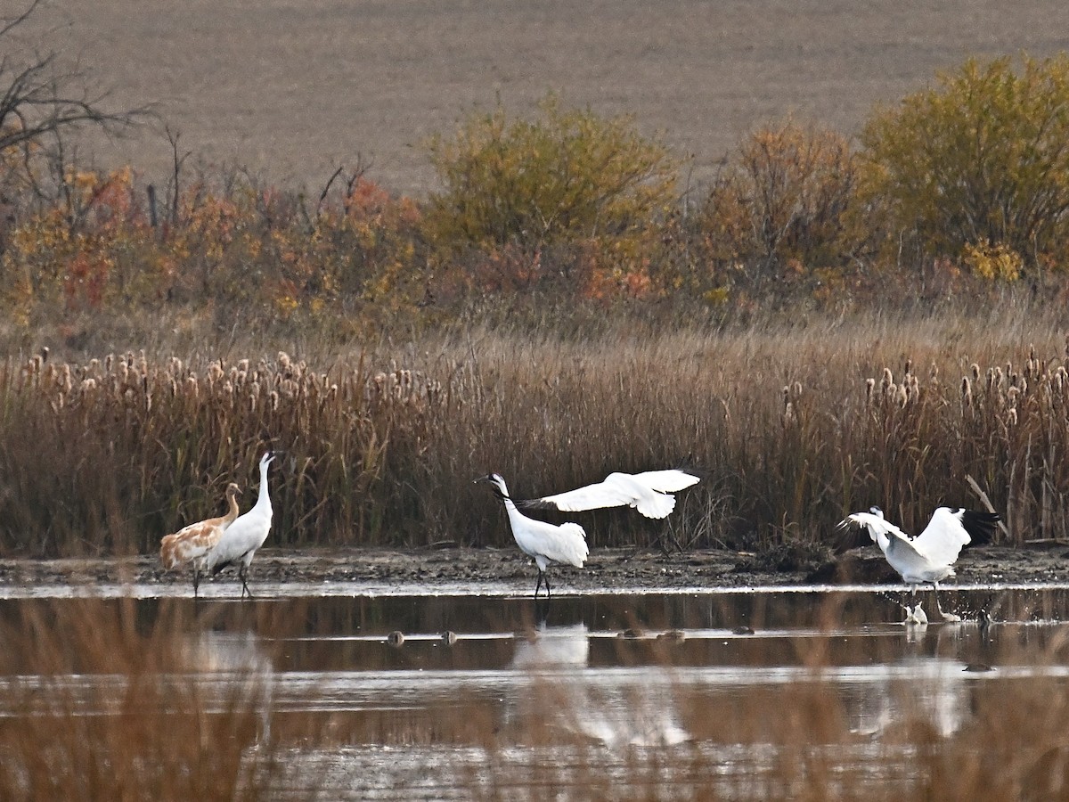 Whooping Crane - ML643539457