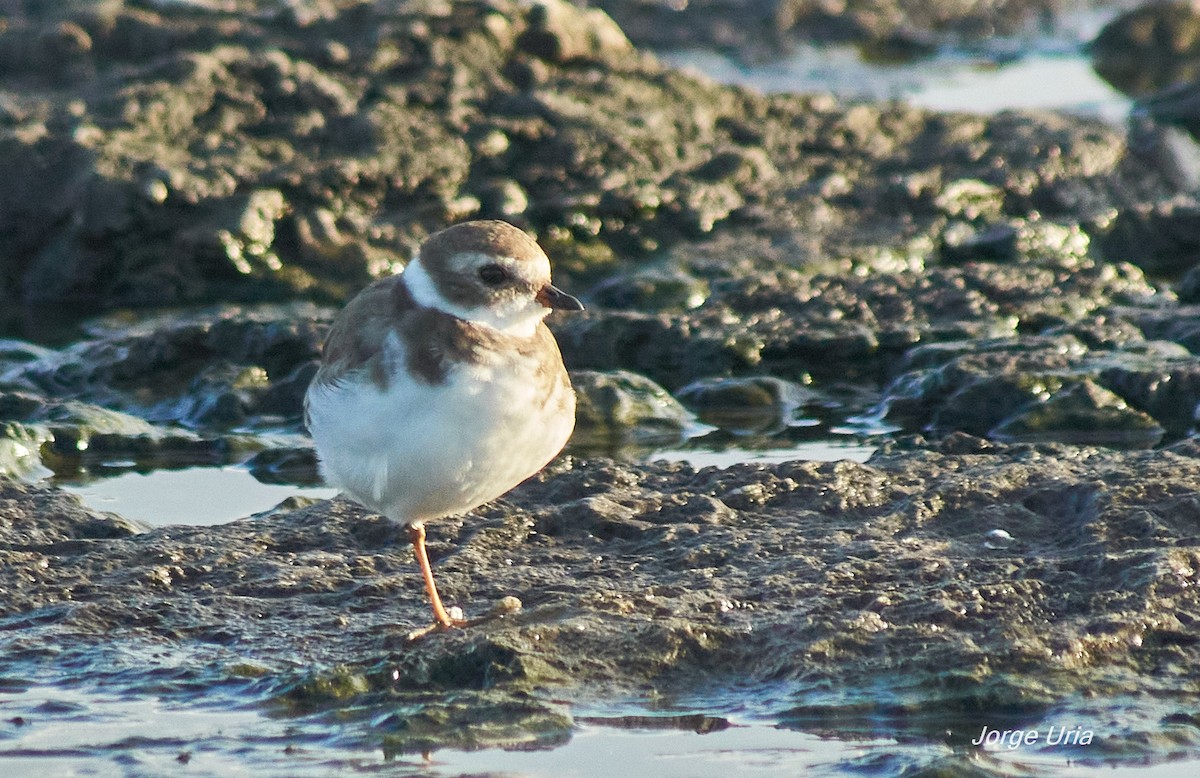 Semipalmated Plover - ML643539460
