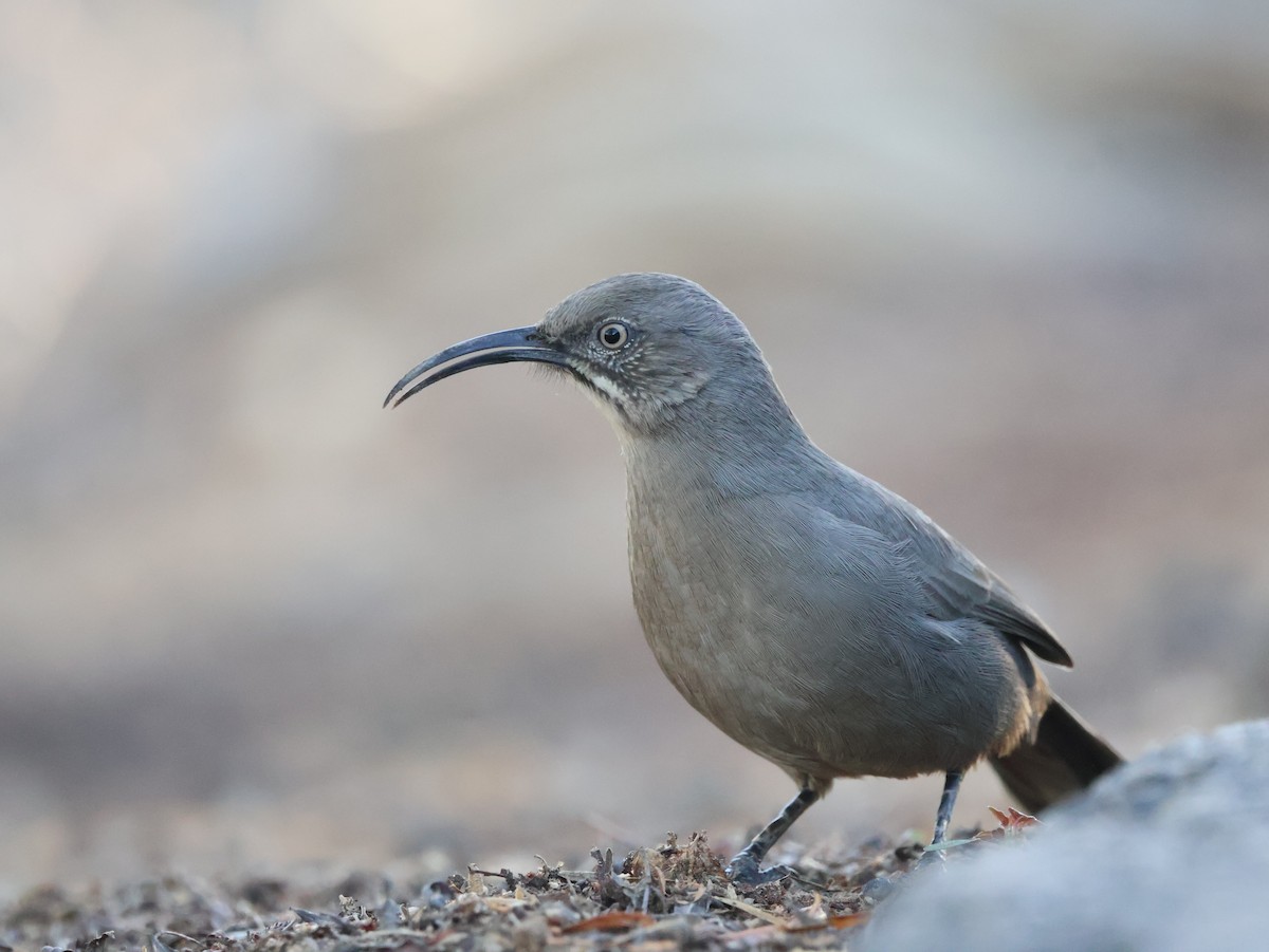 Crissal Thrasher - ML643539462