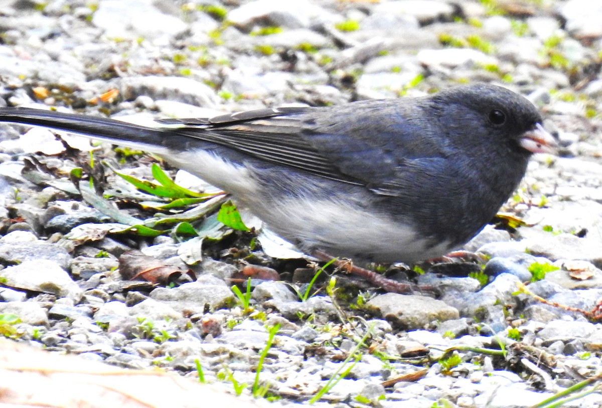 Dark-eyed Junco (Slate-colored) - ML643539465