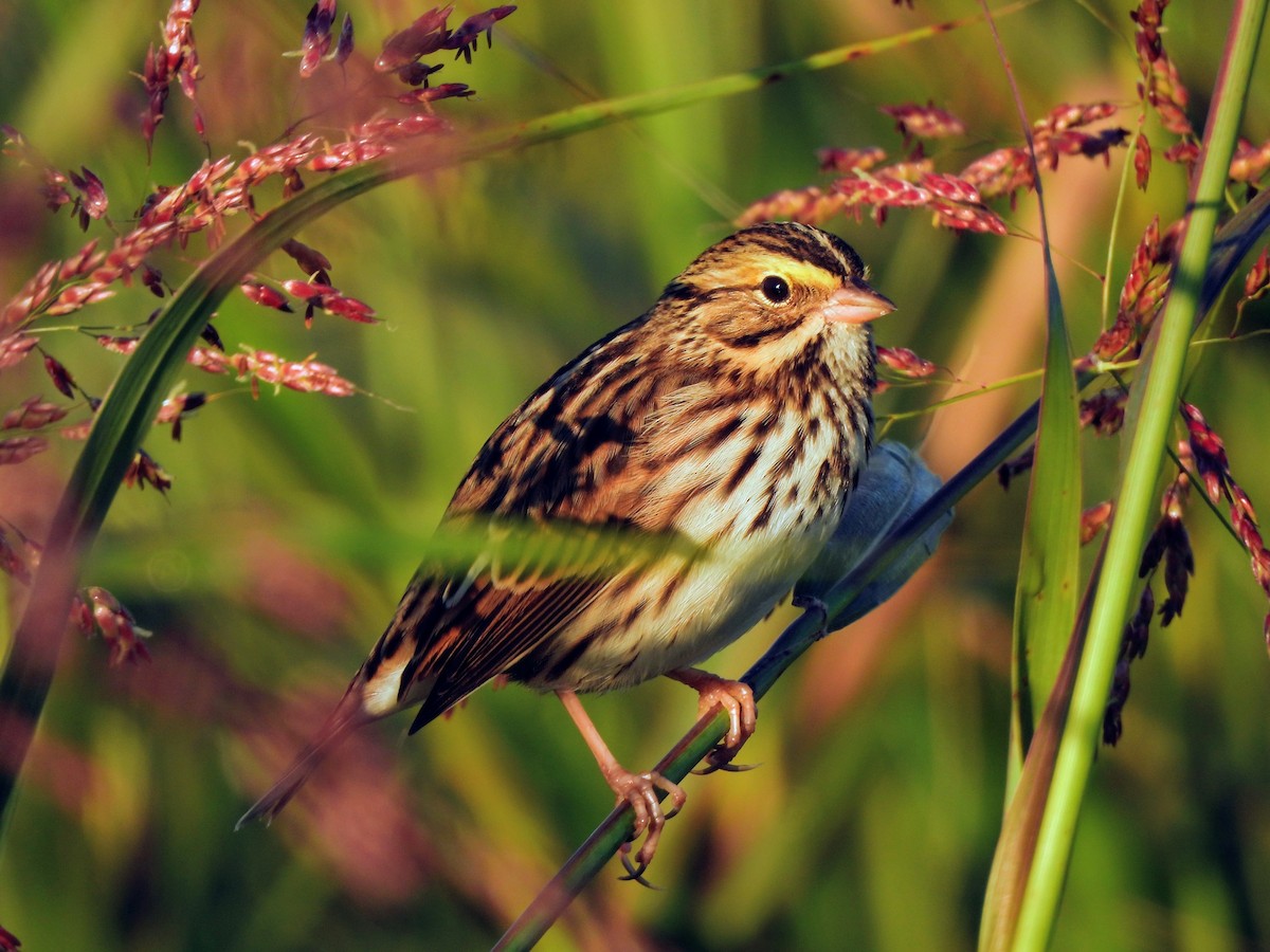 Savannah Sparrow - ML643539467