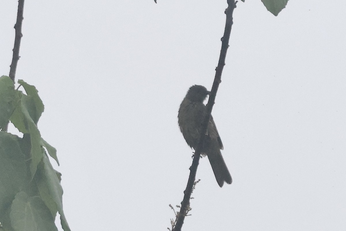 Little Greenbul - ML643539483