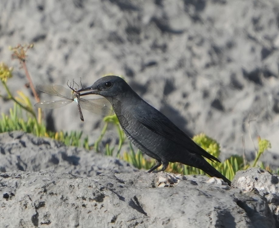 Blue Rock-Thrush - ML643539488