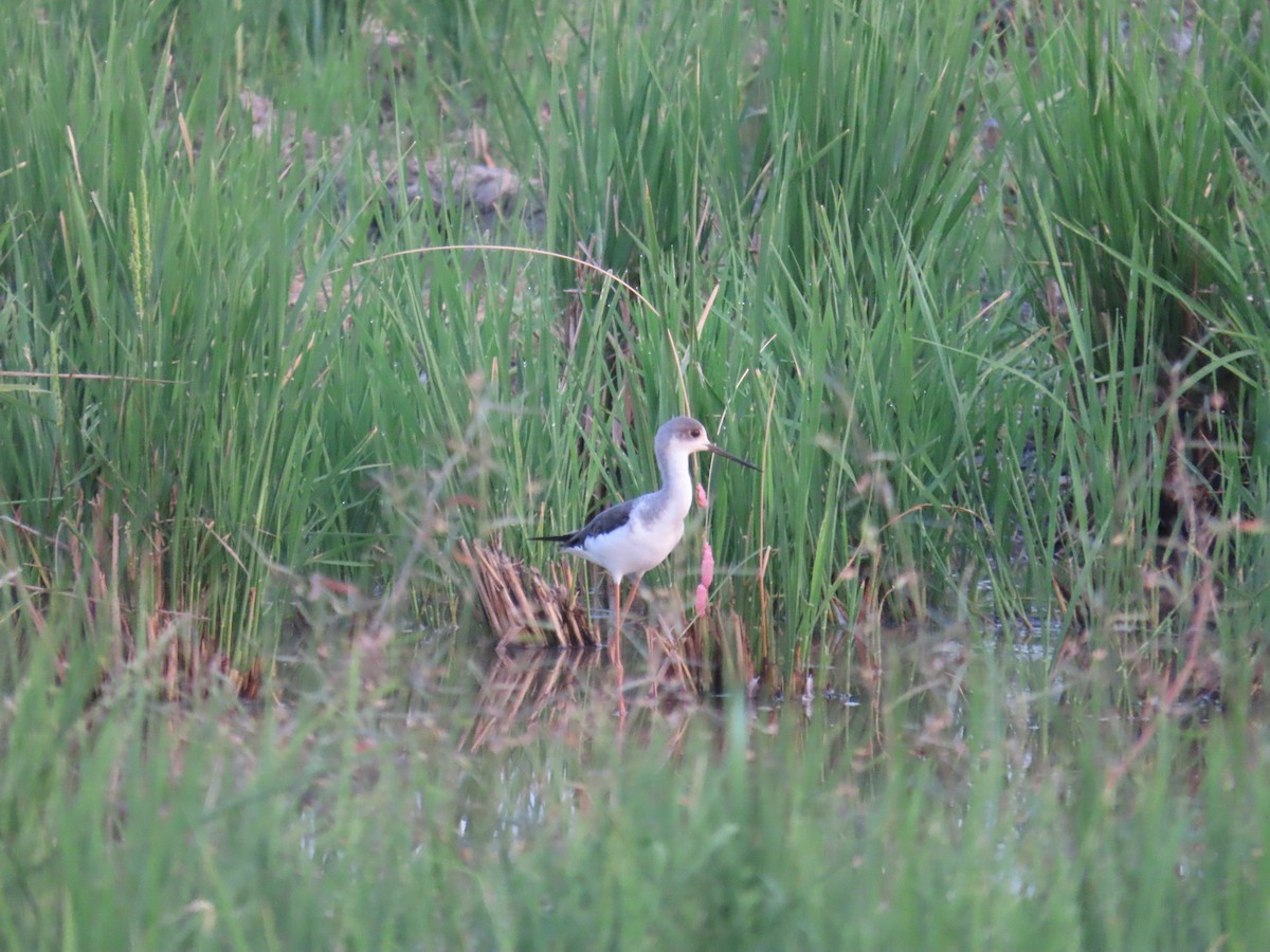 Black-winged Stilt - ML643539489