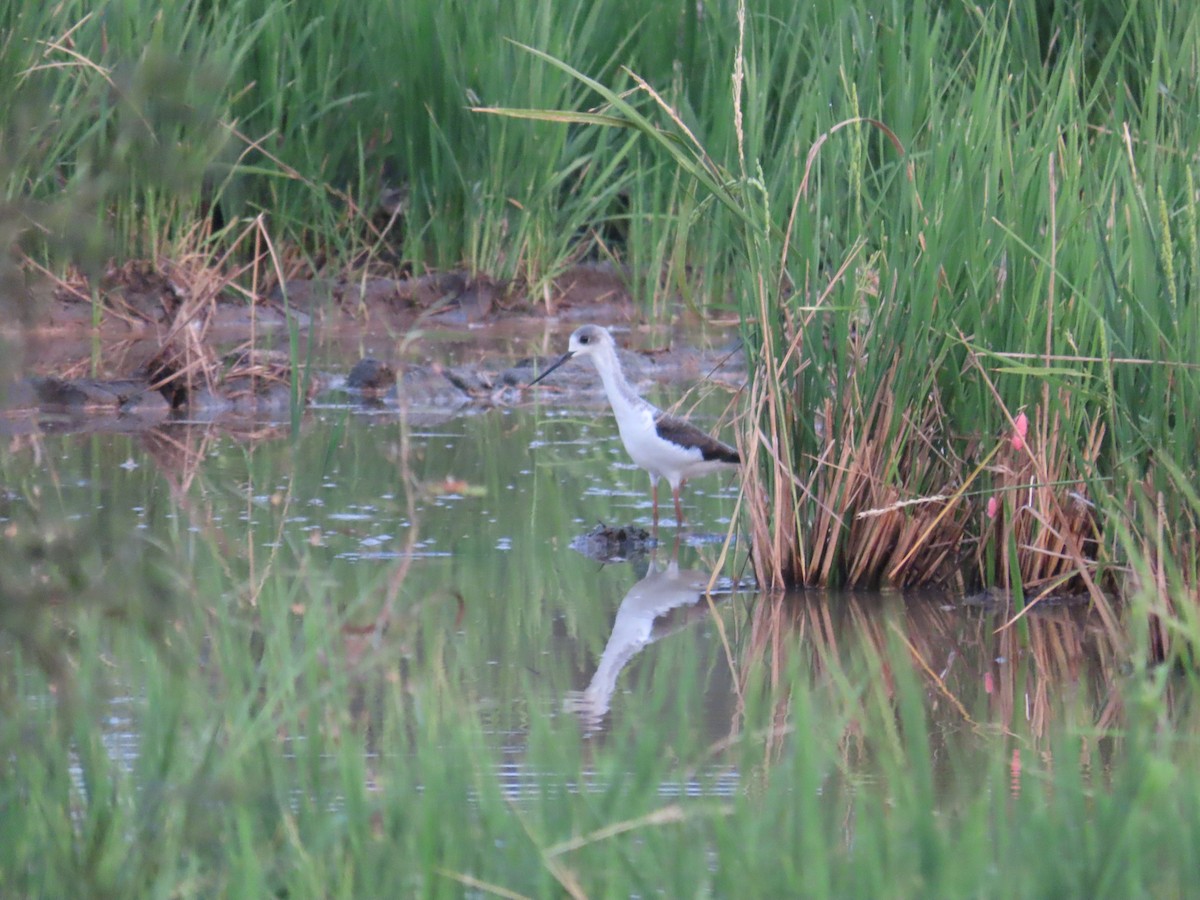 Black-winged Stilt - ML643539490