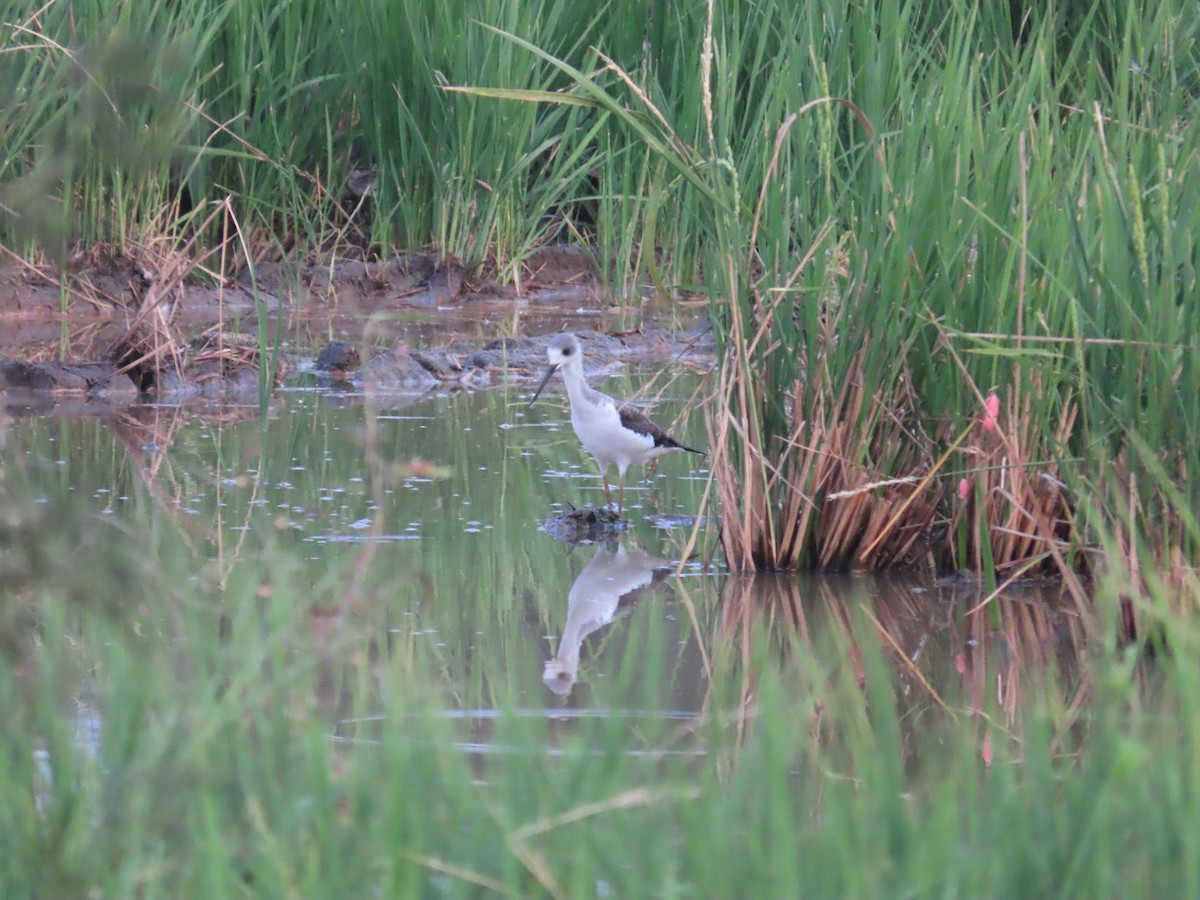 Black-winged Stilt - ML643539491