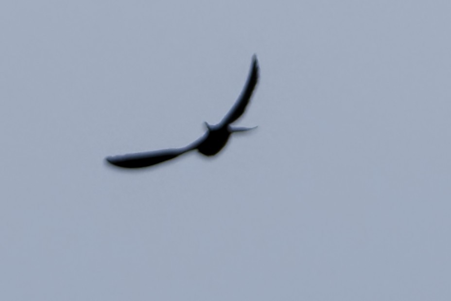 Rauchschwalbe - ML643539494
