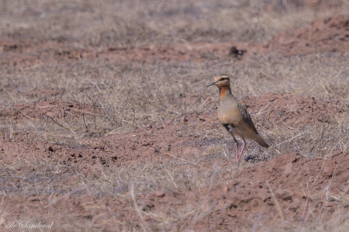 Tawny-throated Dotterel - ML643539499