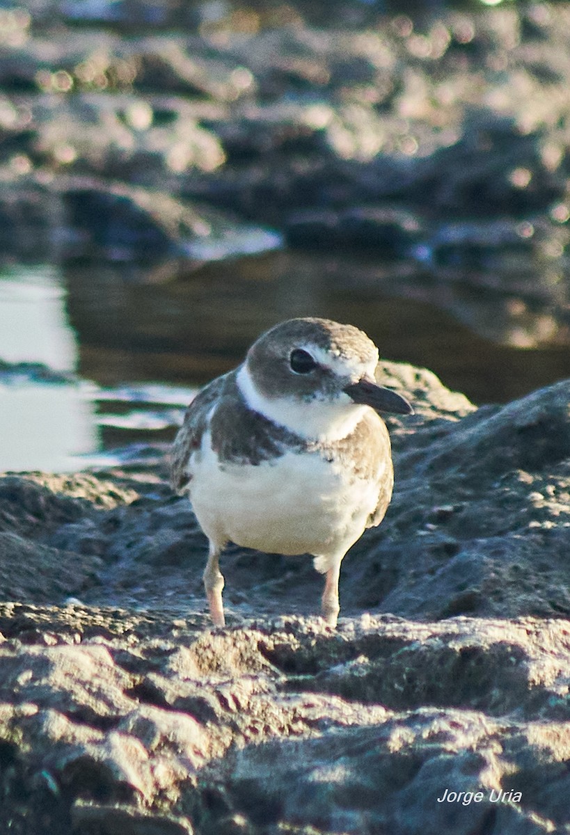 Wilson's Plover - ML643539500