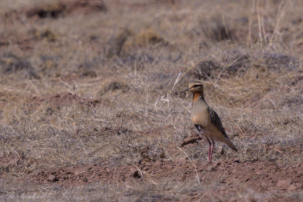 Tawny-throated Dotterel - ML643539502