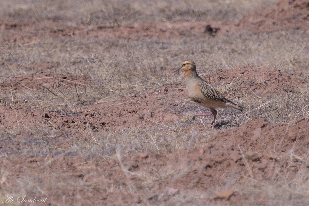 Tawny-throated Dotterel - ML643539503