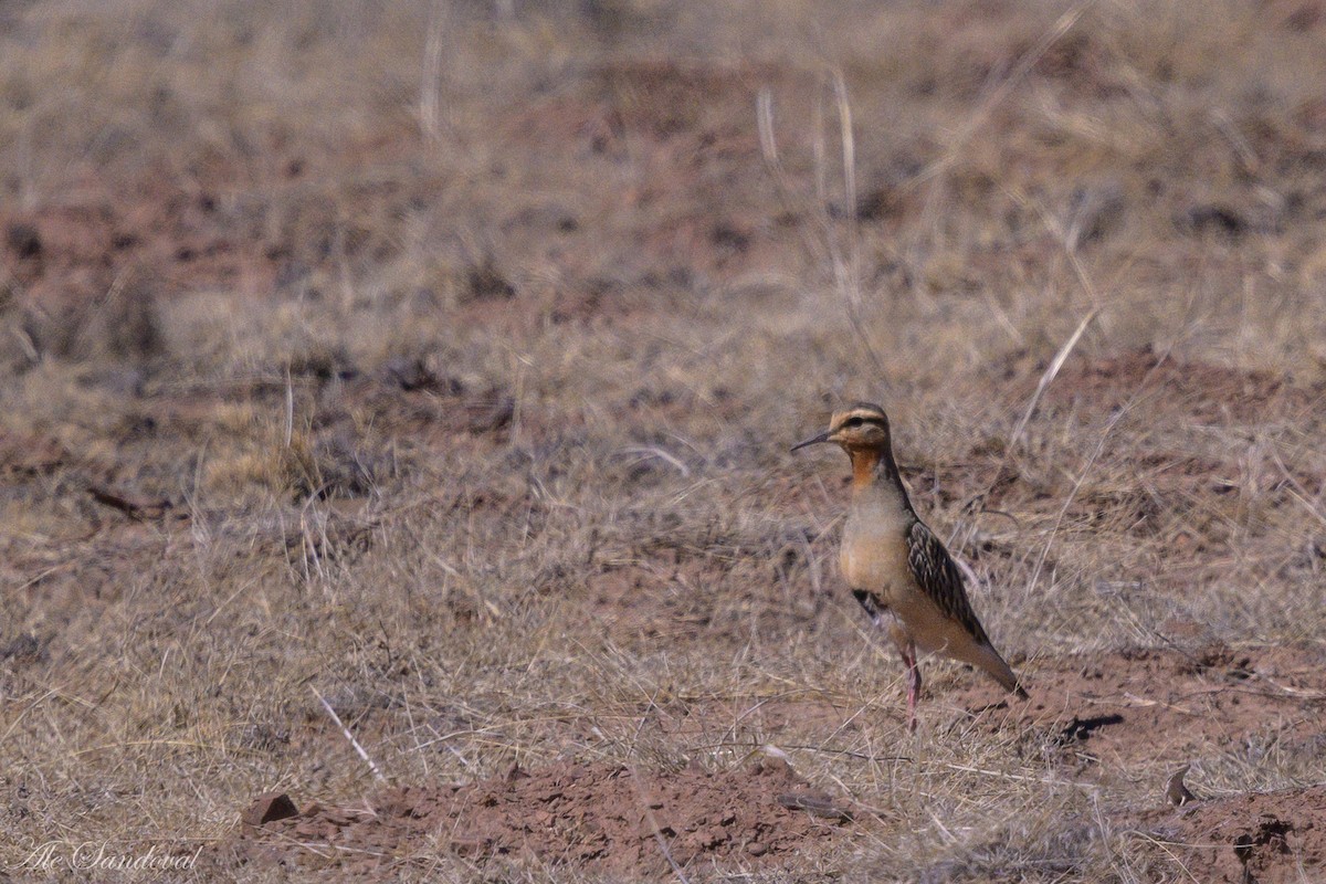 Tawny-throated Dotterel - ML643539505