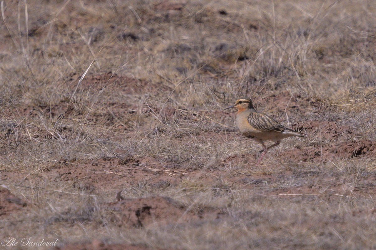Tawny-throated Dotterel - ML643539506
