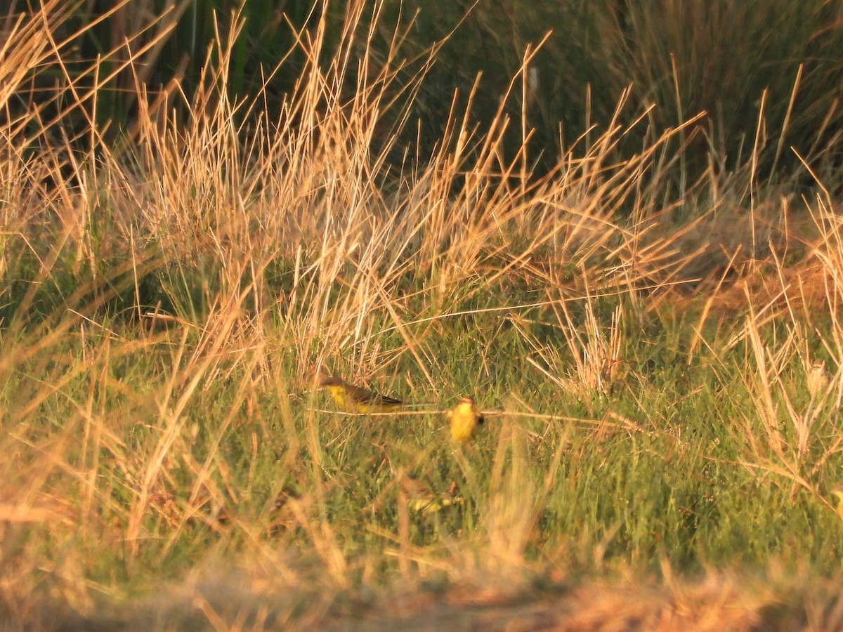 Western Yellow Wagtail (thunbergi) - ML643539508