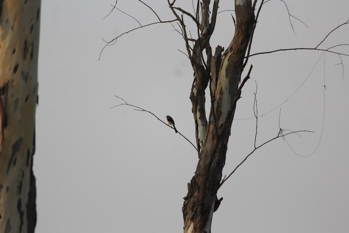 Bay-backed Shrike - ML643539509