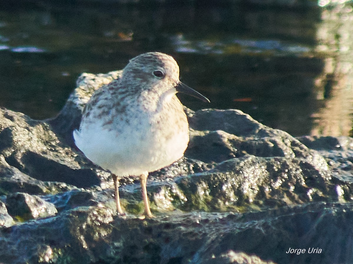 Least Sandpiper - ML643539533