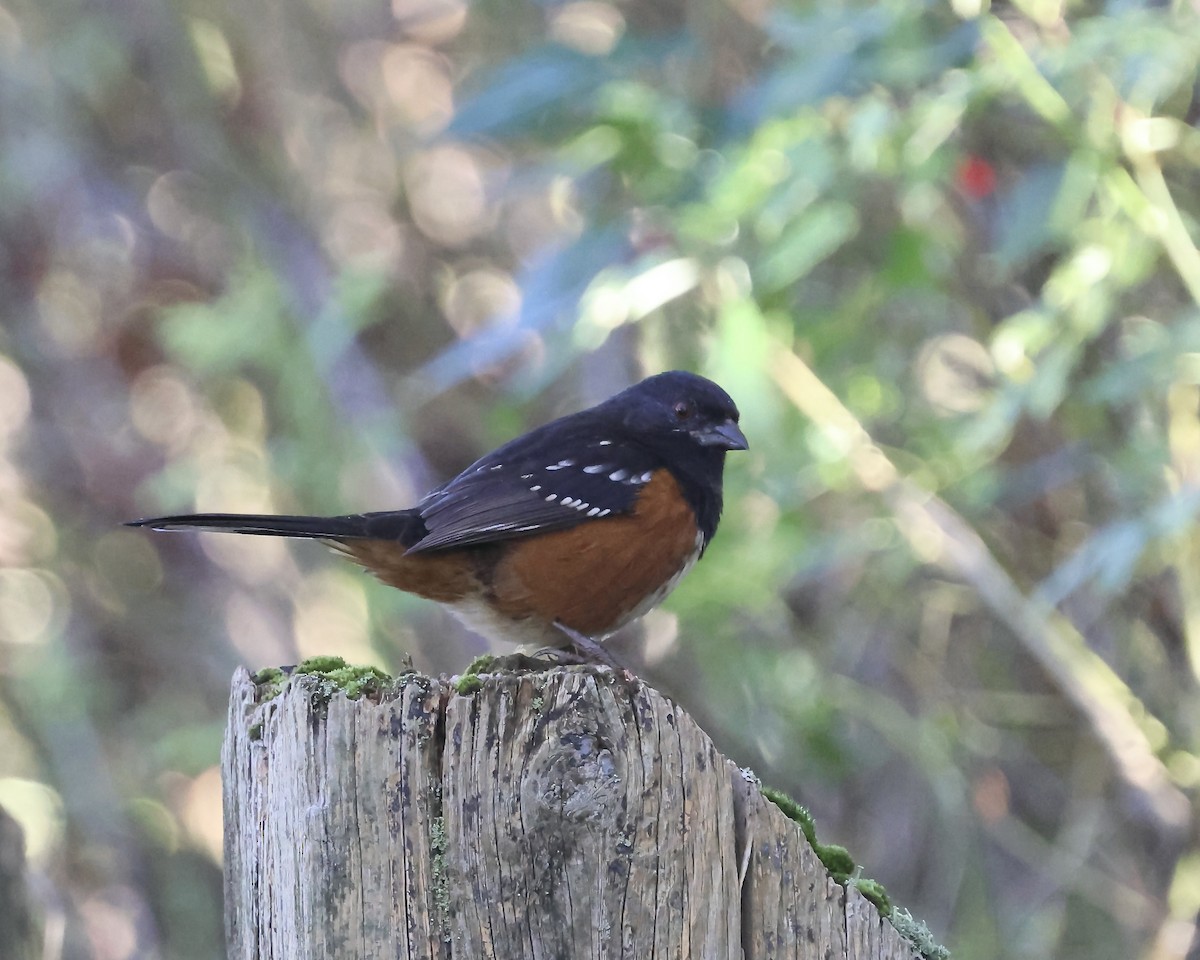 Spotted Towhee - ML643539537