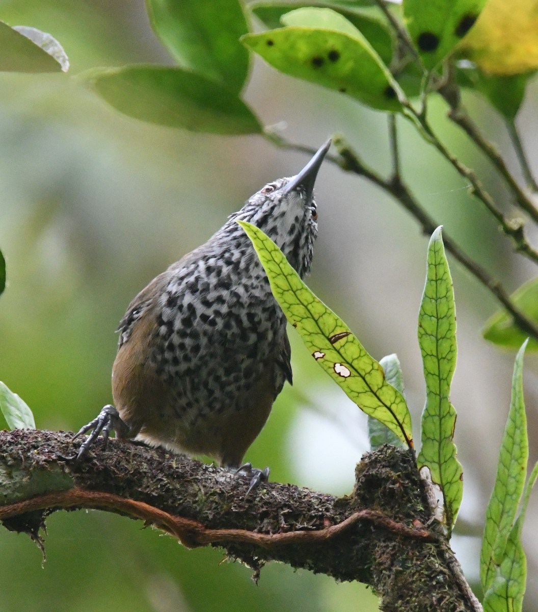 Spot-breasted Wren - ML643539540