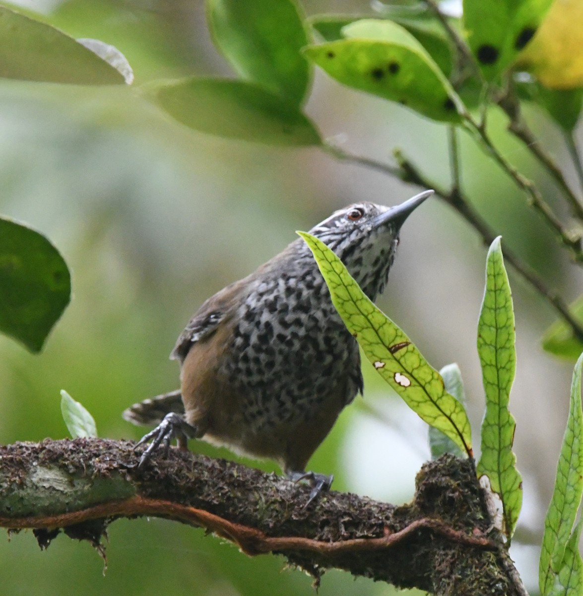 Spot-breasted Wren - ML643539541