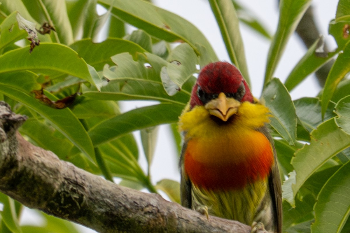 Lemon-throated Barbet - ML643539542
