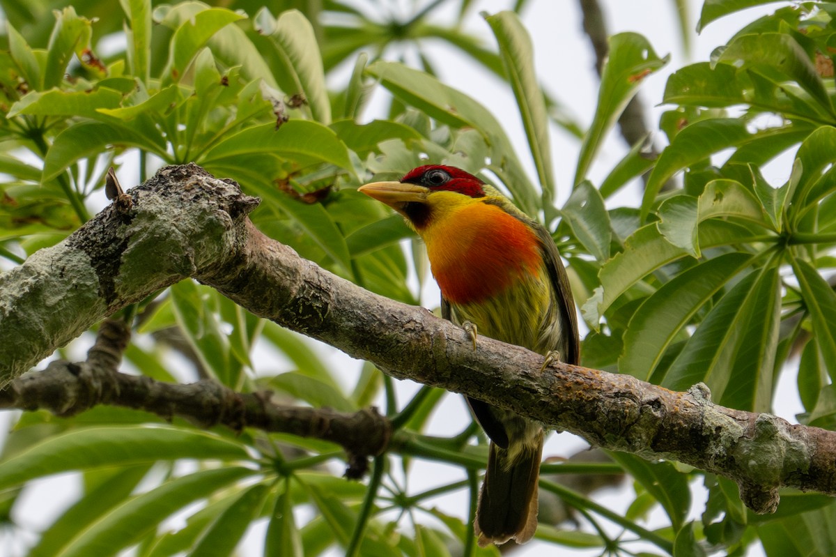 Lemon-throated Barbet - ML643539544