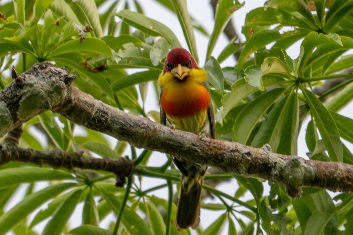 Lemon-throated Barbet - ML643539545