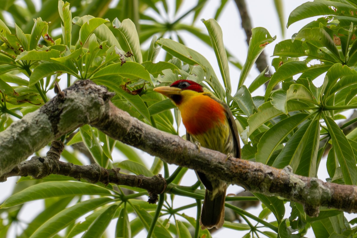 Lemon-throated Barbet - ML643539546
