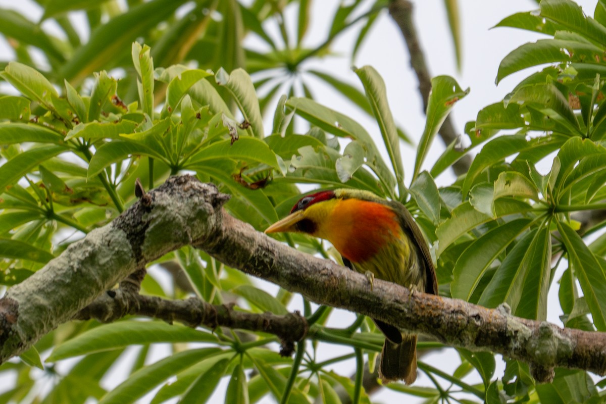 Lemon-throated Barbet - ML643539547