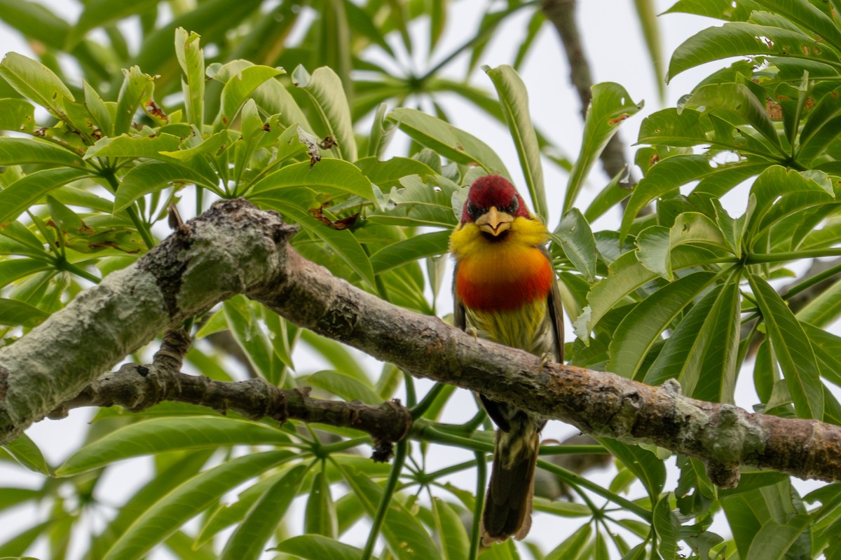 Lemon-throated Barbet - ML643539548