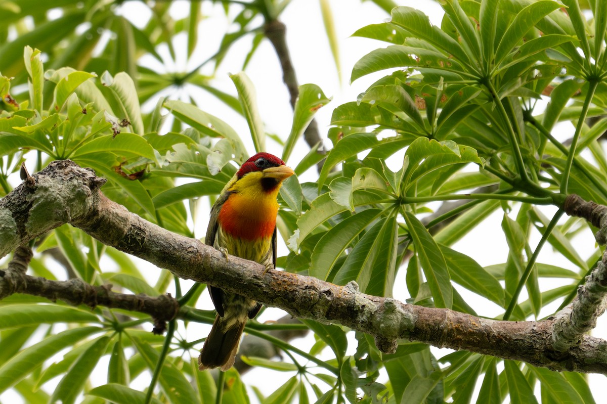 Lemon-throated Barbet - ML643539550