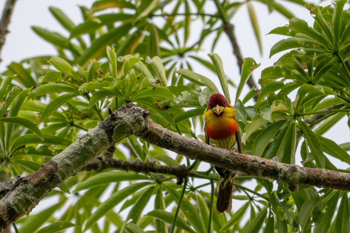 Lemon-throated Barbet - ML643539551