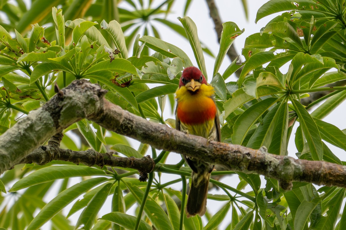 Lemon-throated Barbet - ML643539552
