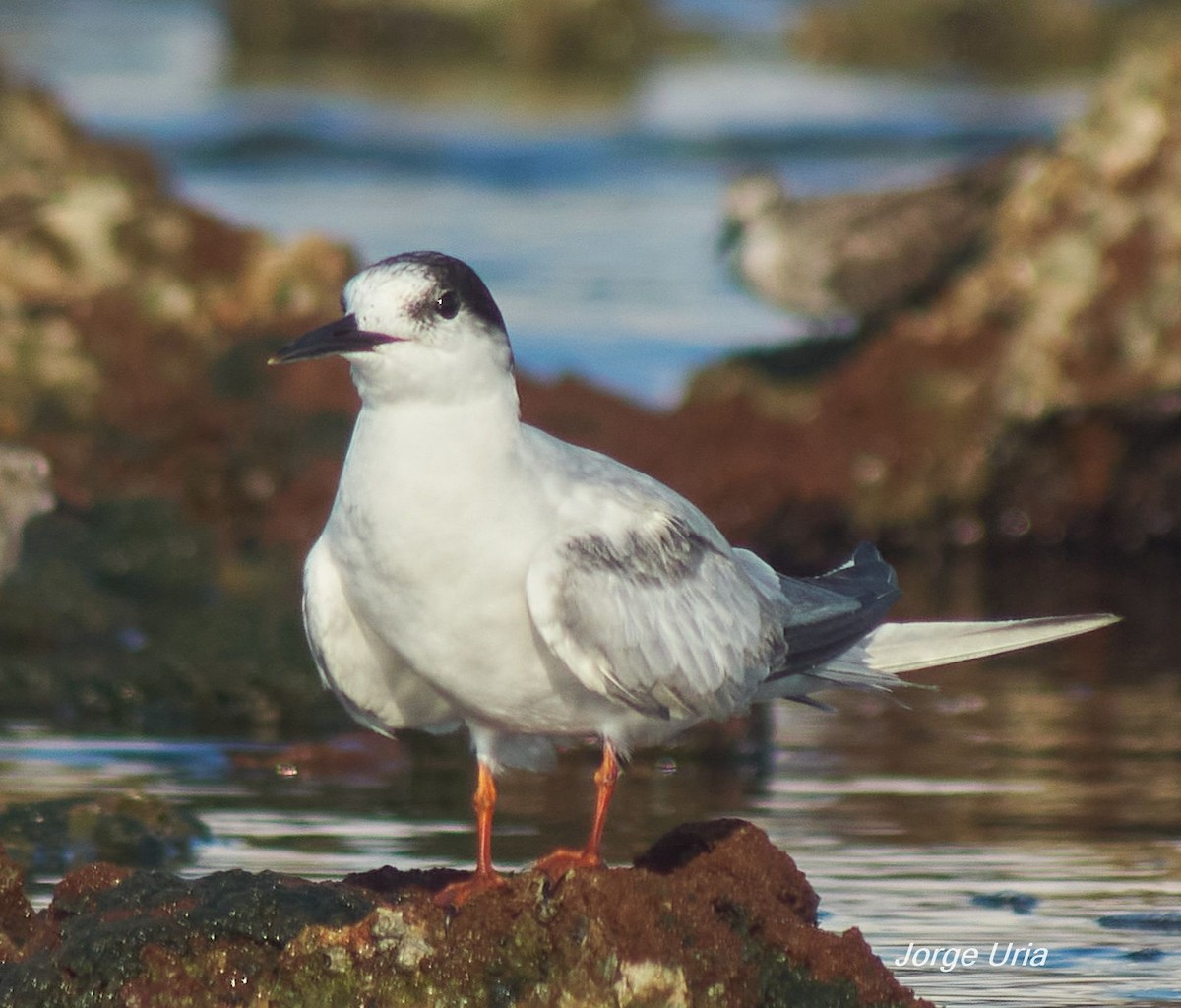 Common Tern - ML643539574