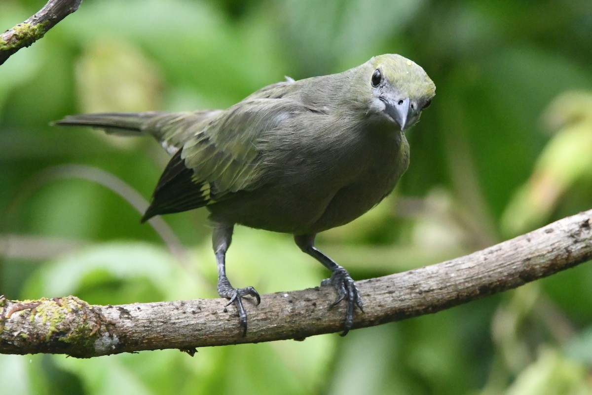 Palm Tanager - ML643539590