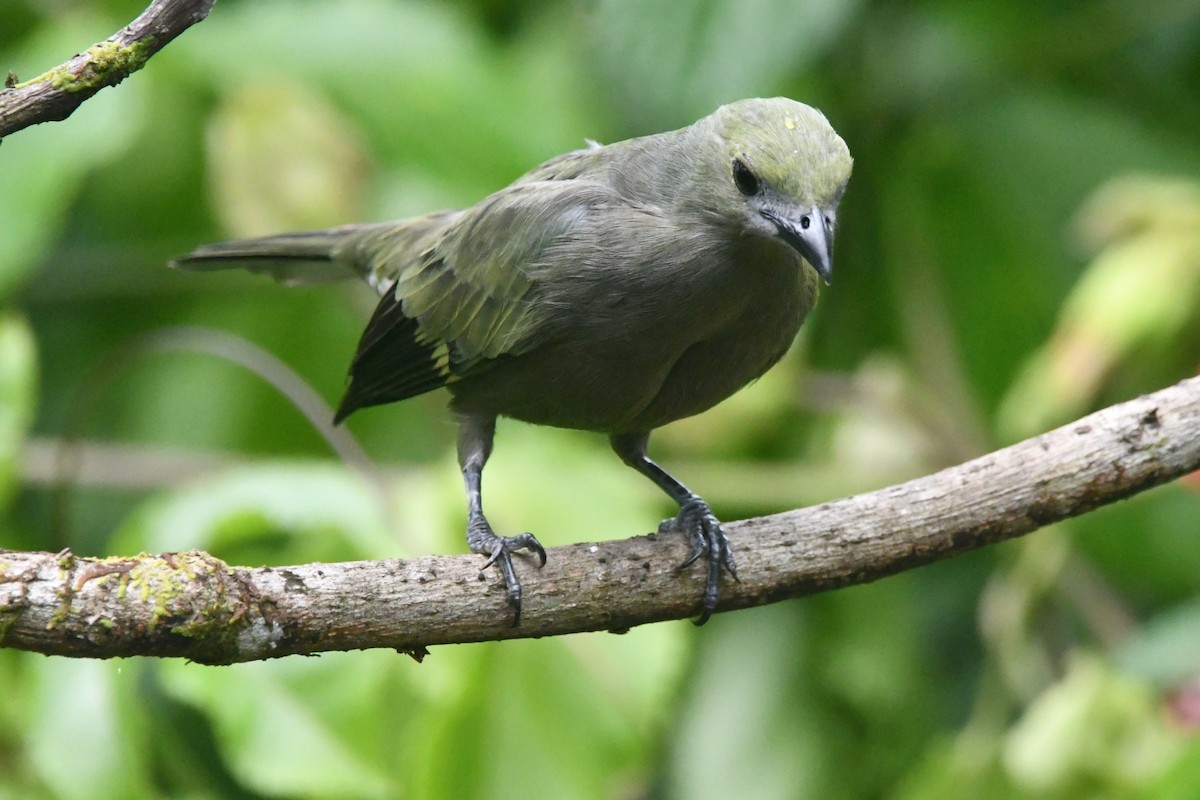 Palm Tanager - ML643539591