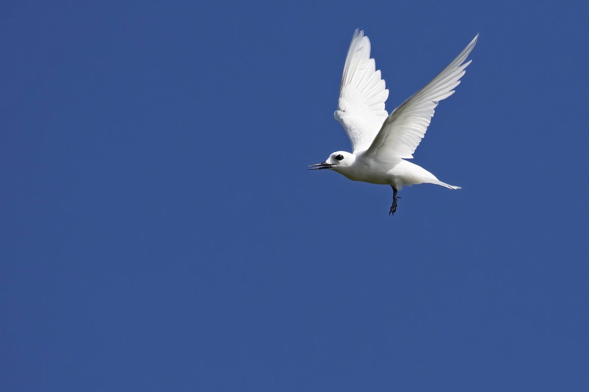 White Tern - ML643539593