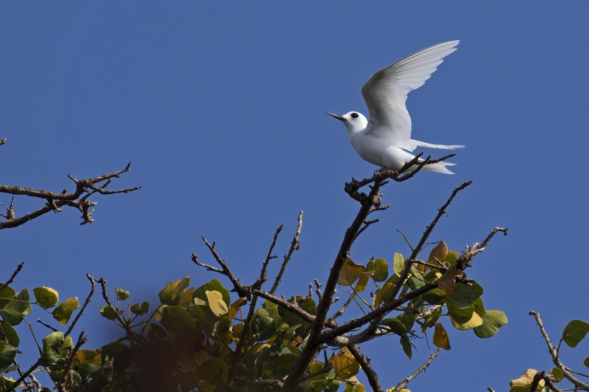 White Tern - ML643539594