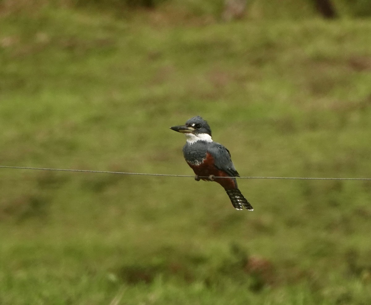 Ringed Kingfisher - ML643539595