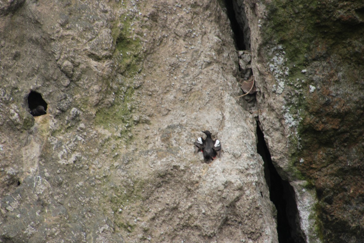 Pigeon Guillemot - ML643539597