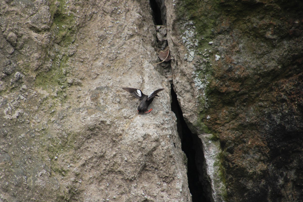 Pigeon Guillemot - ML643539598