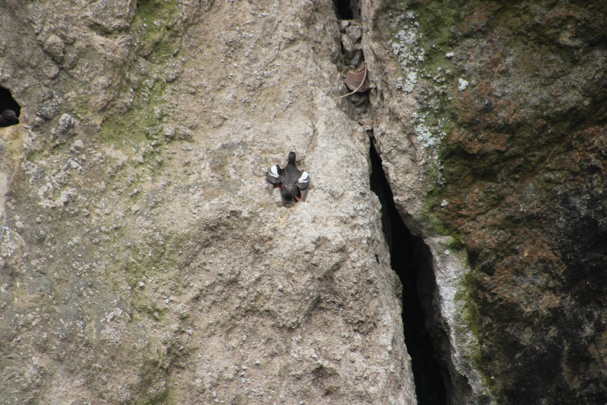 Pigeon Guillemot - ML643539599