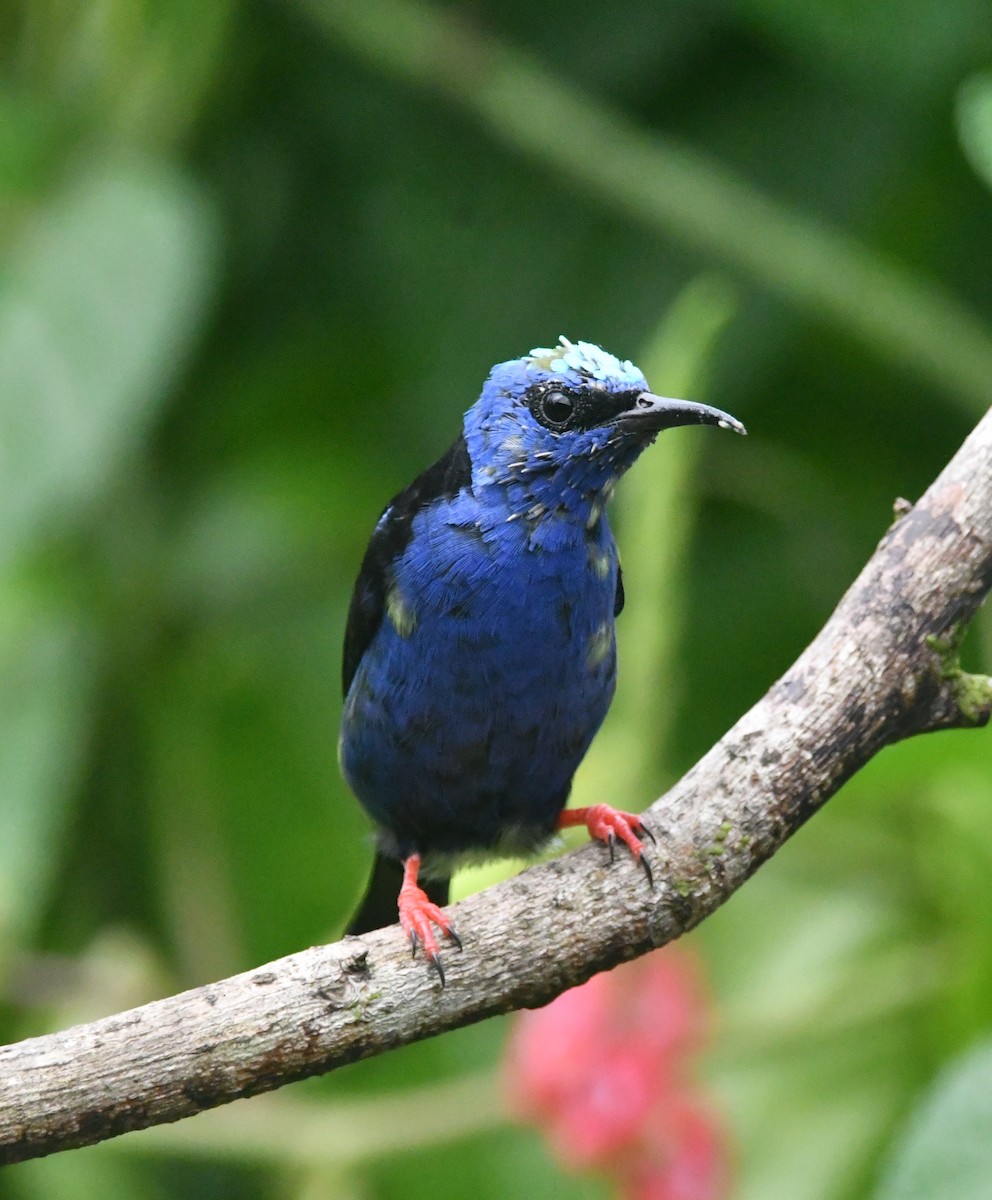 Red-legged Honeycreeper - ML643539601